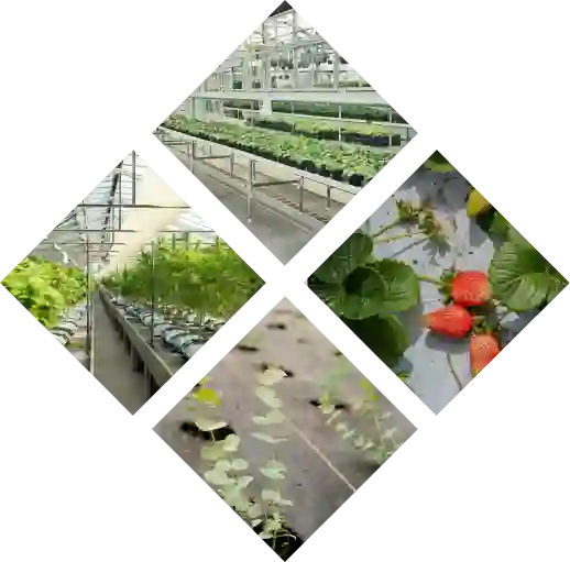 green houses grow bags